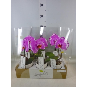 Phalaenopsis   ...