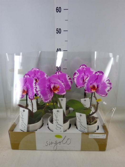 <h4>Phalaenopsis   ...</h4>