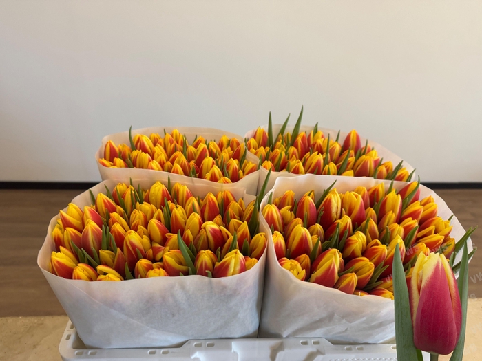 <h4>TU EN JAN SEIGNETTE</h4>