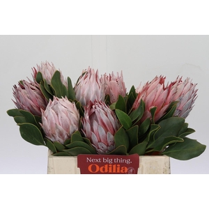 Protea Cynaroides