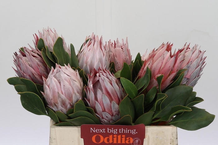 Protea Cynaroides
