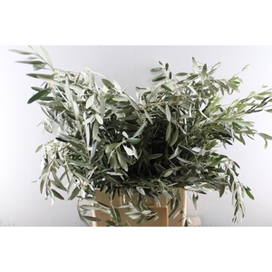 Deco Gr Olijf Europaea Pb