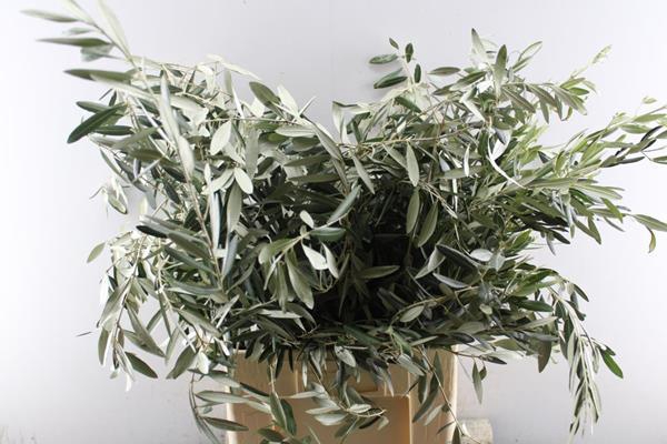 <h4>Deco Gr Olijf Europaea Pb</h4>