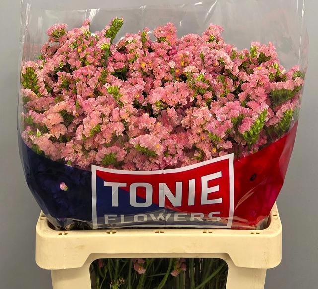 <h4>LIM S EMMA PEACH+</h4>