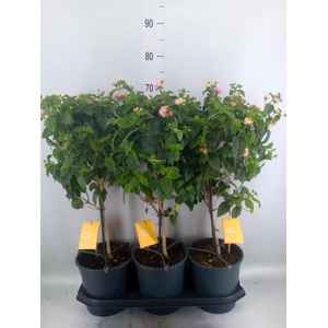 Lantana  'Lucky Honey Blush'