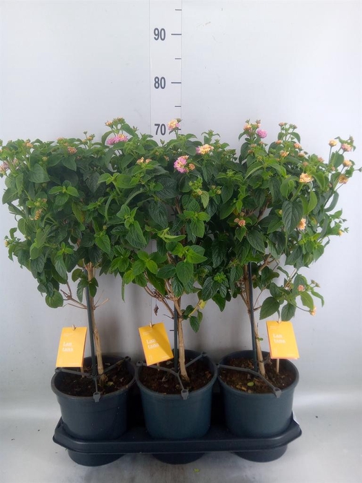 <h4>Lantana  'Lucky Honey Blush'</h4>