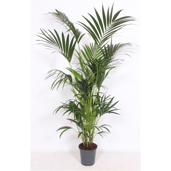 <h4>Howea forsteriana 10 per pot</h4>