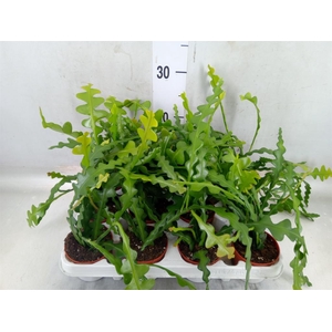 Epiphyllum anguliger