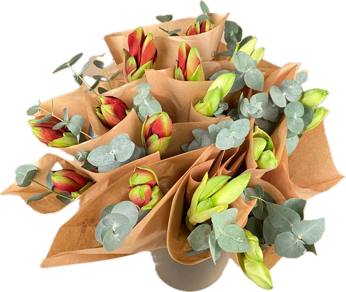 <h4>Bq Mono Amaryllis + Cinerea</h4>