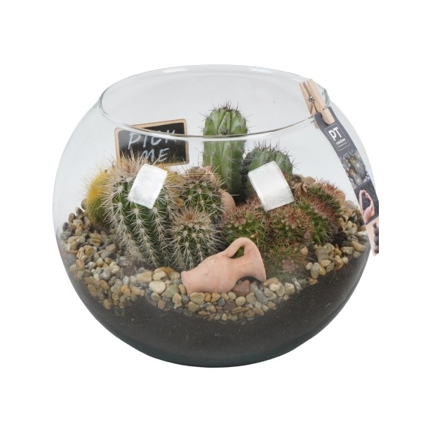 <h4>PTCT3820 Arrangement Cactus in glazen vissenkom</h4>