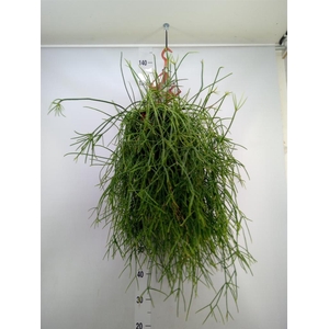 Rhipsalis   ...