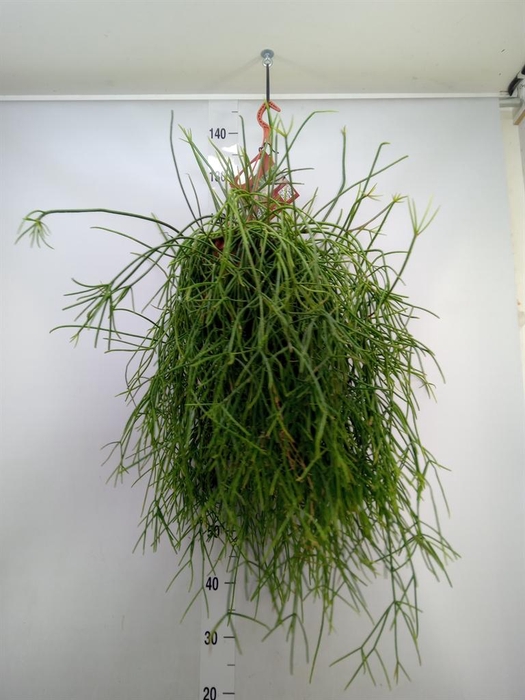<h4>Rhipsalis   ...</h4>