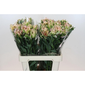 ALSTROEMERIA ASTRONOVA THABIT primeur*