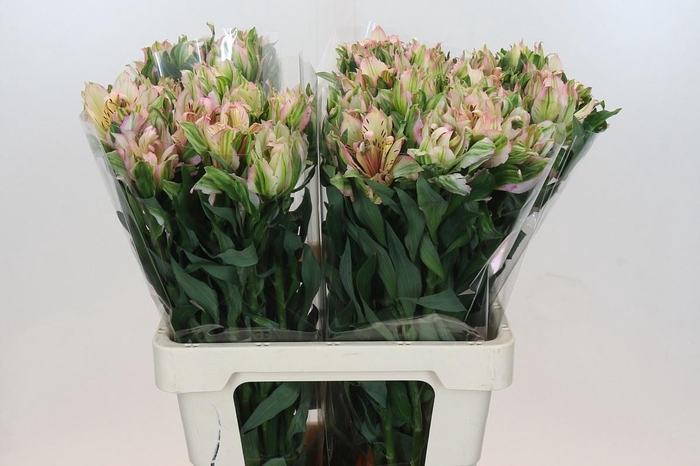 <h4>ALSTROEMERIA ASTRONOVA THABIT primeur*</h4>
