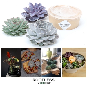 ROOTLESS Echeveria 12-14 cm kraft box DIY