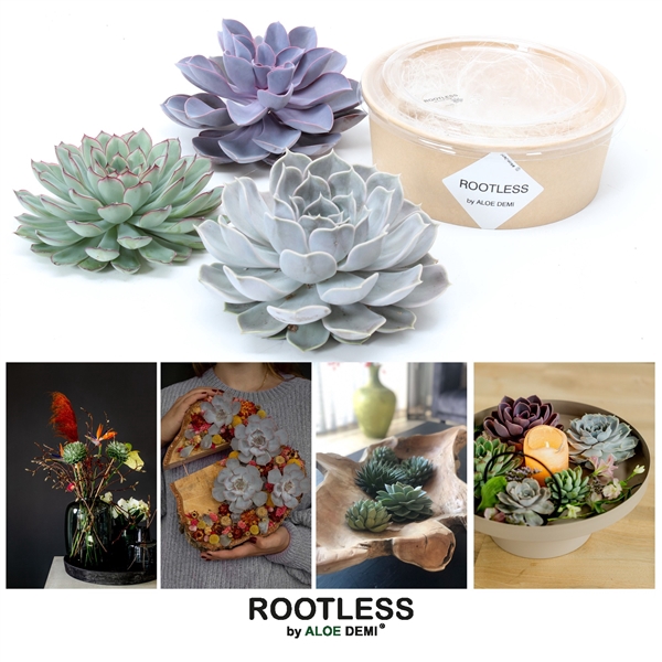 <h4>ROOTLESS Echeveria 12-14 cm kraft box DIY</h4>