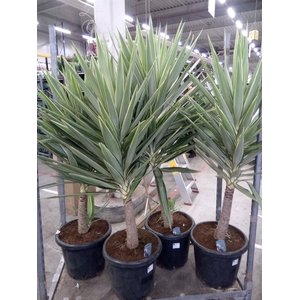 Yucca elephantipes 'Jewel'