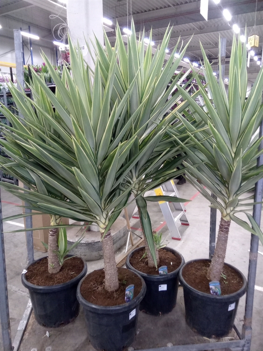 <h4>Yucca elephantipes 'Jewel'</h4>