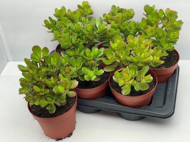 <h4>CRASS OVATA</h4>