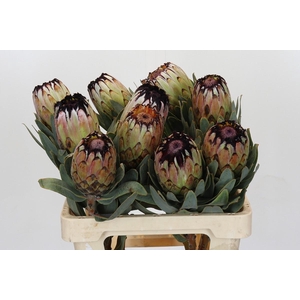 Protea Niobe