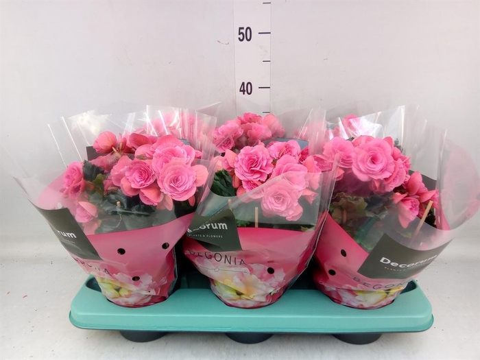 <h4>Begonia elat. HL 'Adonia Pink'</h4>