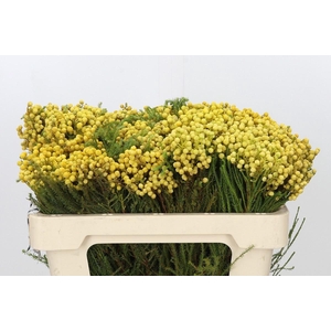 SNIJBLOEMEN KLB H%