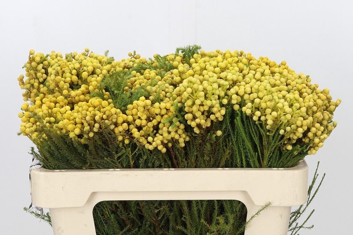 <h4>SNIJBLOEMEN KLB H%</h4>