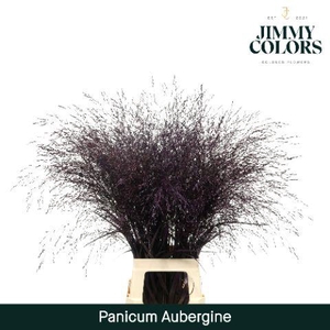 Siergras L90 Klbh. Aubergine