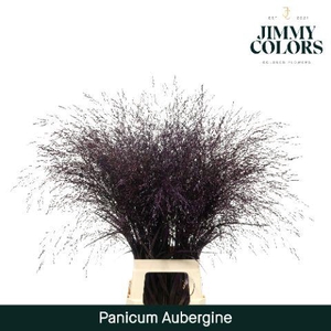 Panicum L90 Aubergine
