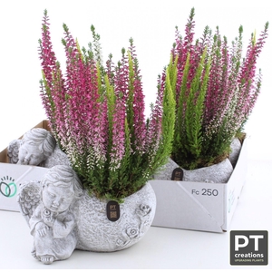 ARR TUINPLANTEN