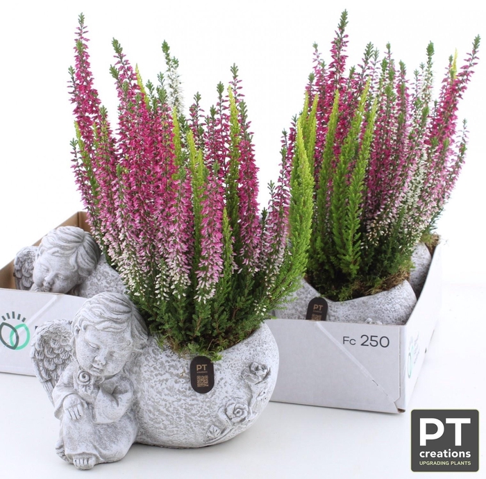 <h4>ARR TUINPLANTEN</h4>