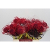 Nutans Painted Cerise