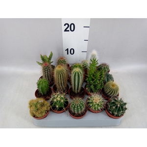 Cactus   ...mix