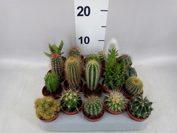 <h4>Cactus   ...mix</h4>