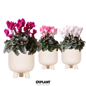 Cyclamen mix in Gummy pot travertine