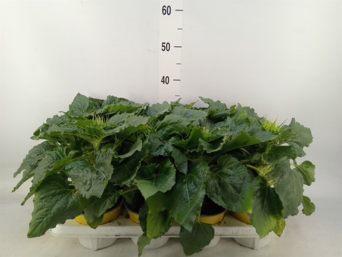<h4>Helianthus an. 'Sunsation'</h4>