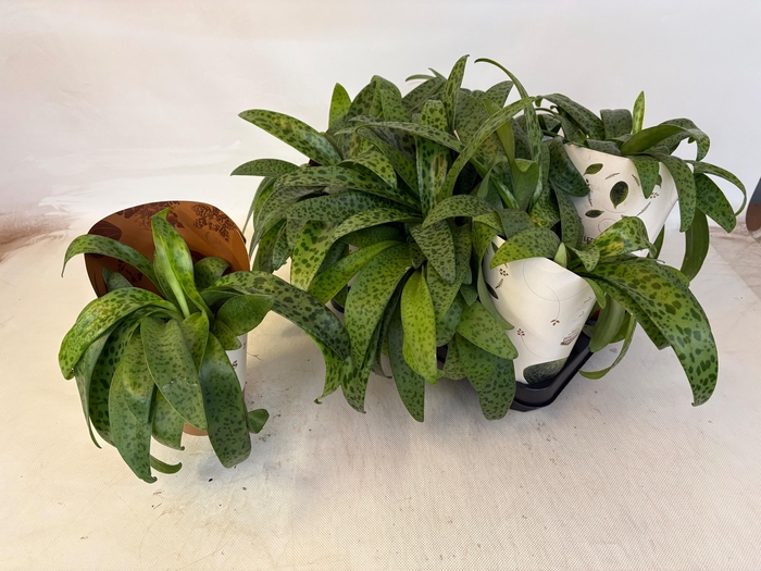 <h4>DRIMIOPSIS MACULATA</h4>