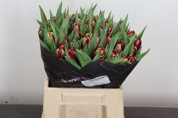 <h4>Tu Du Red Eye</h4>