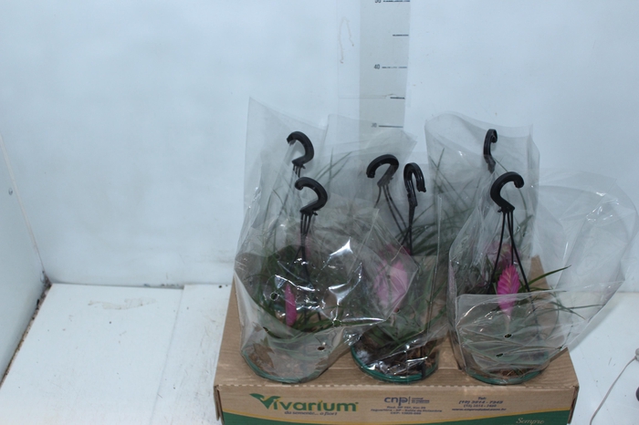 <h4>TILLANDSIA C13</h4>