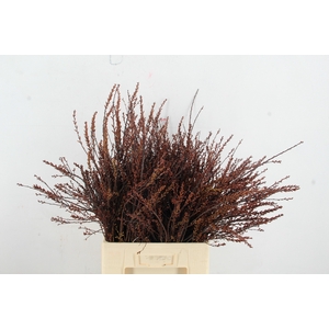 MYRICA GALE (GAGEL) 50/60CM