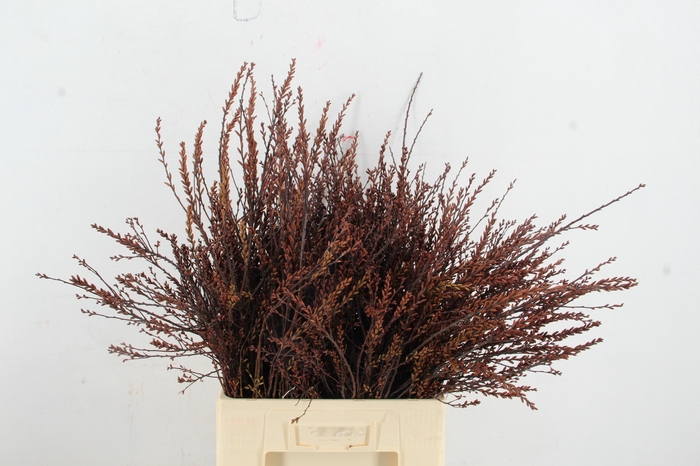 <h4>MYRICA GALE (GAGEL) 50/60CM</h4>