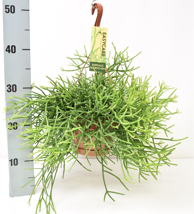 <h4>Rhipsalis heteroclada</h4>