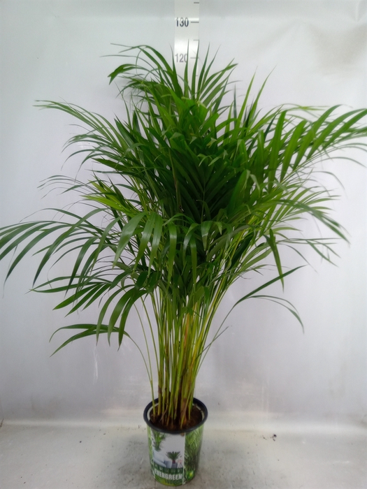 <h4>Dypsis lutescens   ...Chrysalidoca</h4>