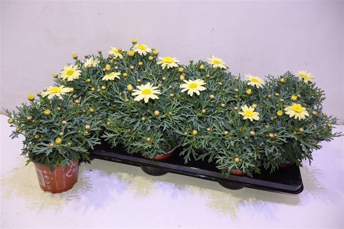 <h4>arr8 Arg La Rita Yellow</h4>