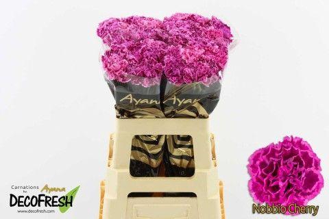 <h4>Di St Nobbio Cherry</h4>