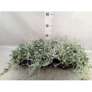 Helichrysum mic. 'Silver Mist'