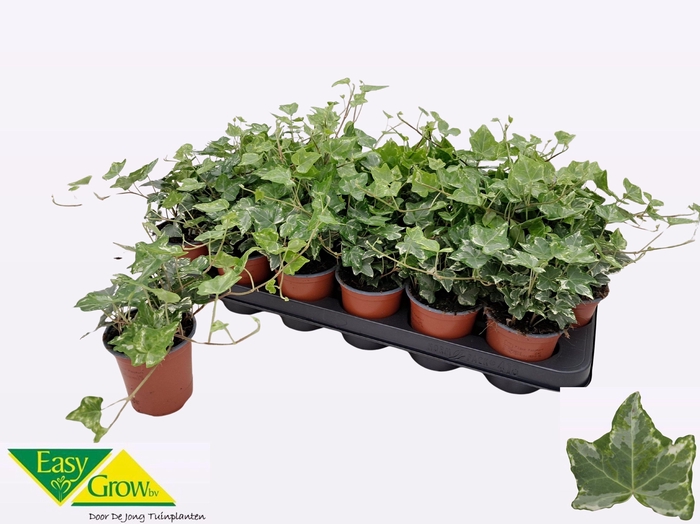 <h4>HED HE HARLEKIJN</h4>