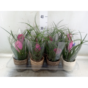 Tillandsia cyanea 'Anita'