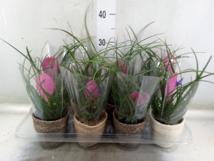 <h4>Tillandsia cyanea 'Anita'</h4>