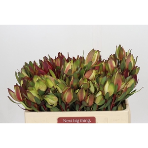 Leucadendron Senorita Spray